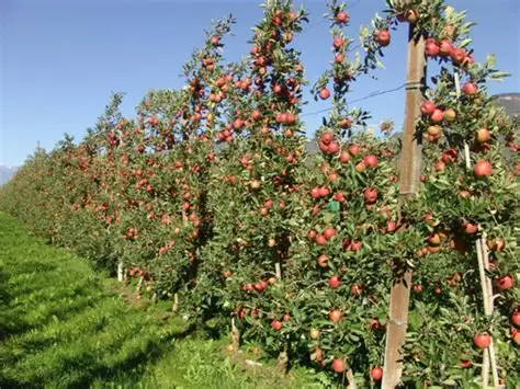 苹果视频-苹果种植技术